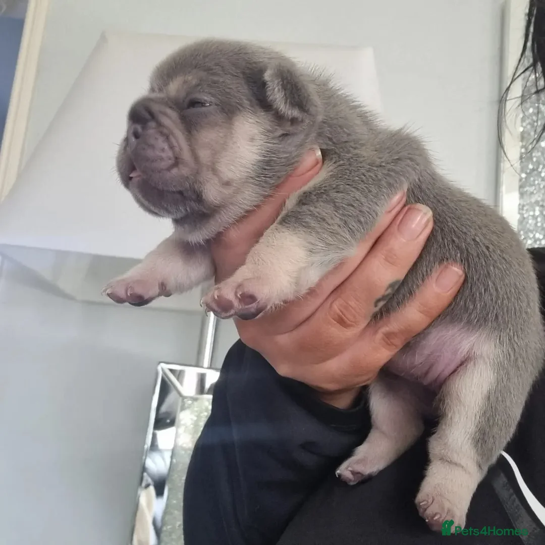 French Bulldog dogs for stud: ** RogueRoyales Zeus ** Fully Suited Lilac Merle  in Wolverhampton - Advert 16