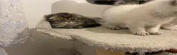 Scottish Fold cats for sale: Adorable Scottish Fold Kittens for Sale  - Advert 9