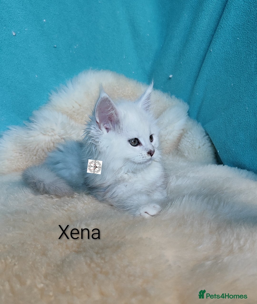 Maine Coon cats for sale: Unique maine coon kittens ❤️ - Advert 18