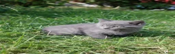 British Shorthair cats for sale: Beautiful British Shorthair BOYS  - Advert 4
