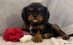 Cavalier King Charles Spaniel dogs for sale: KC REG, HEART, EYE AND DNA TESTED PARENTS - Image 17