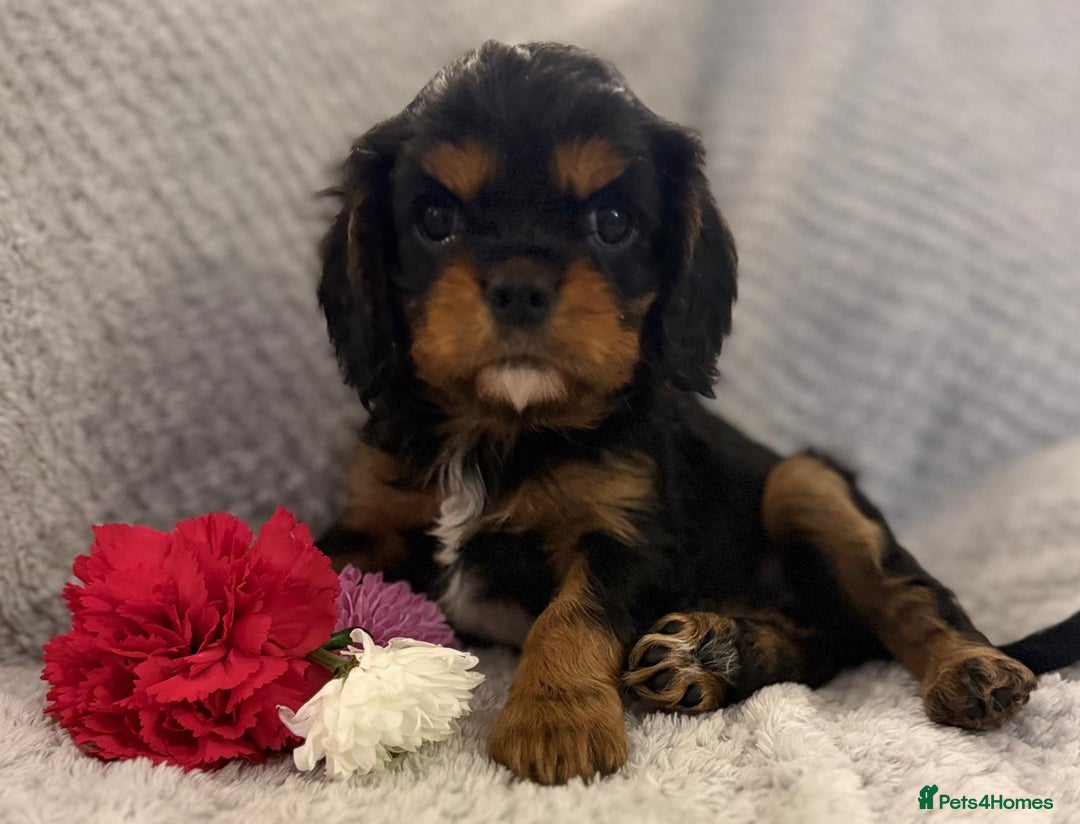Cavalier King Charles Spaniel dogs for sale: KC REG, HEART, EYE AND DNA TESTED PARENTS - Image 17