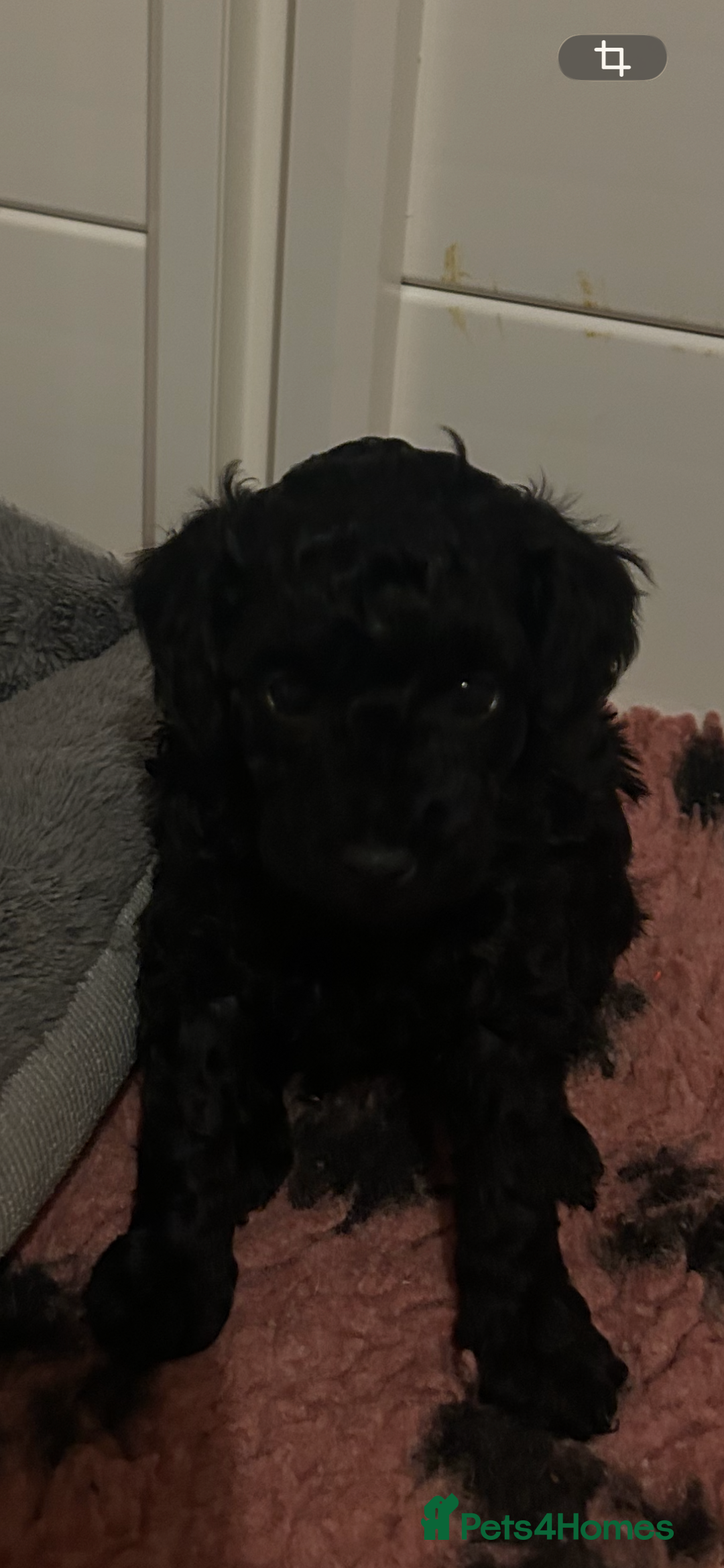 Toy Poodle dogs for sale: kc toy poodles by fully health tested parents - Advert 3