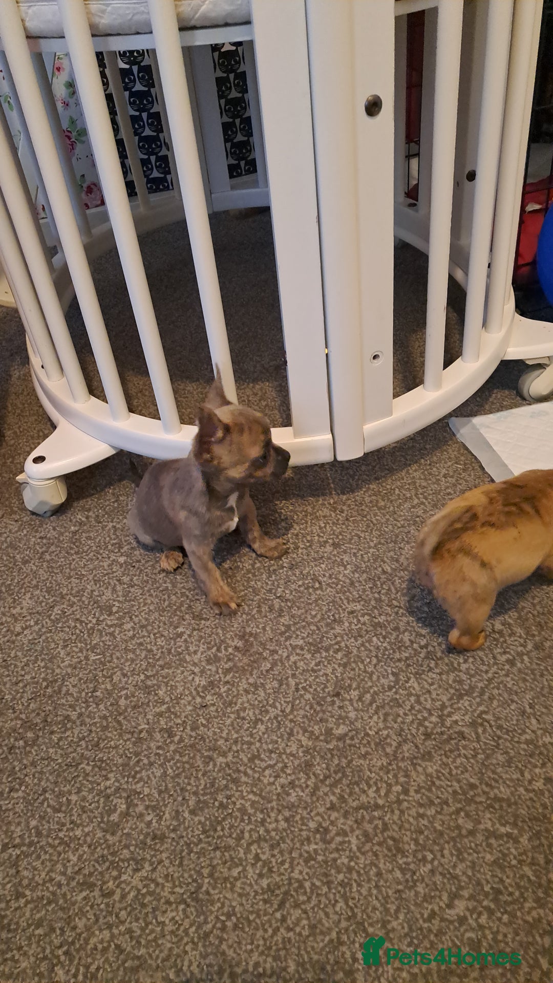 Mixed Breed dogs for sale: Frenchie x chihuahua puppies  - Image 3