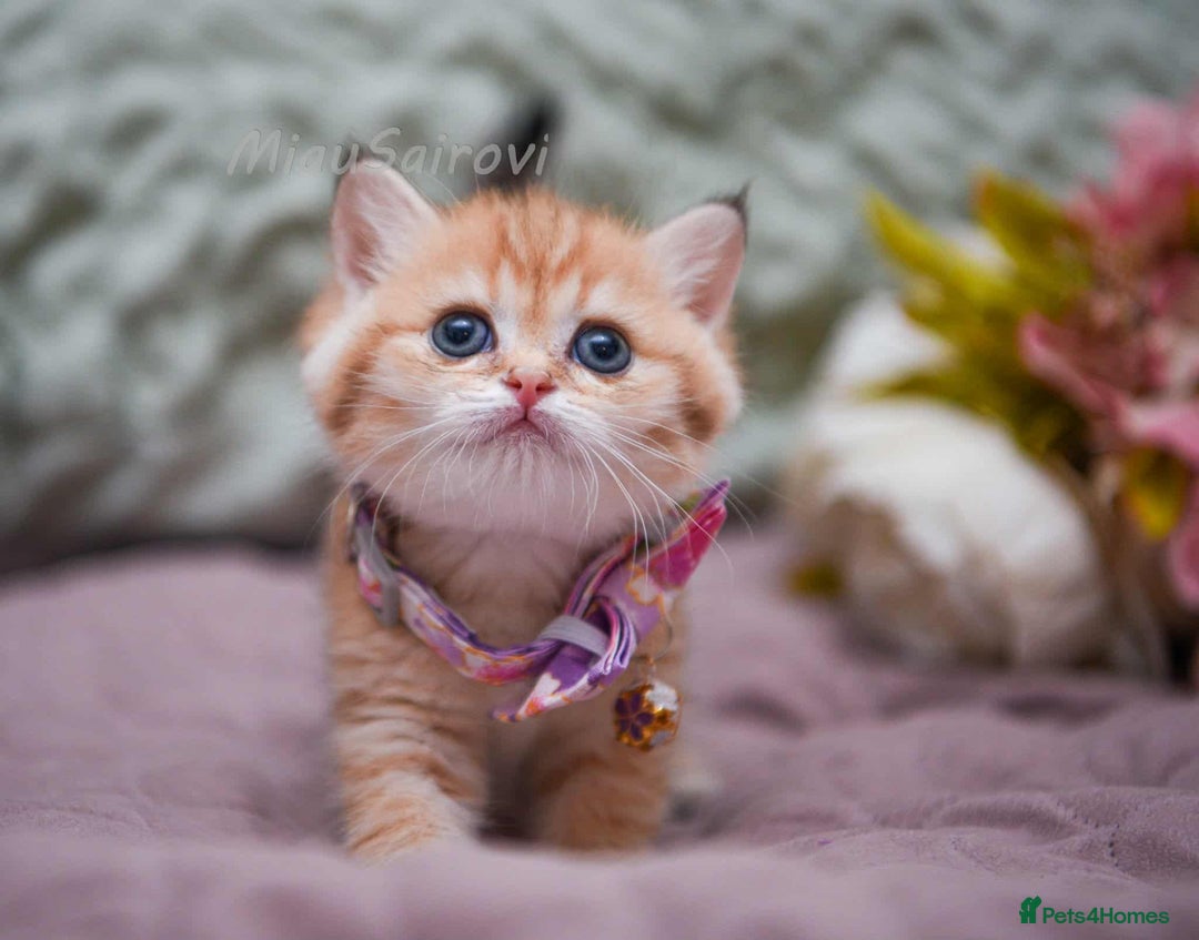 British Shorthair cats for sale: British shorthair Pedigree Neutered  - Image 9