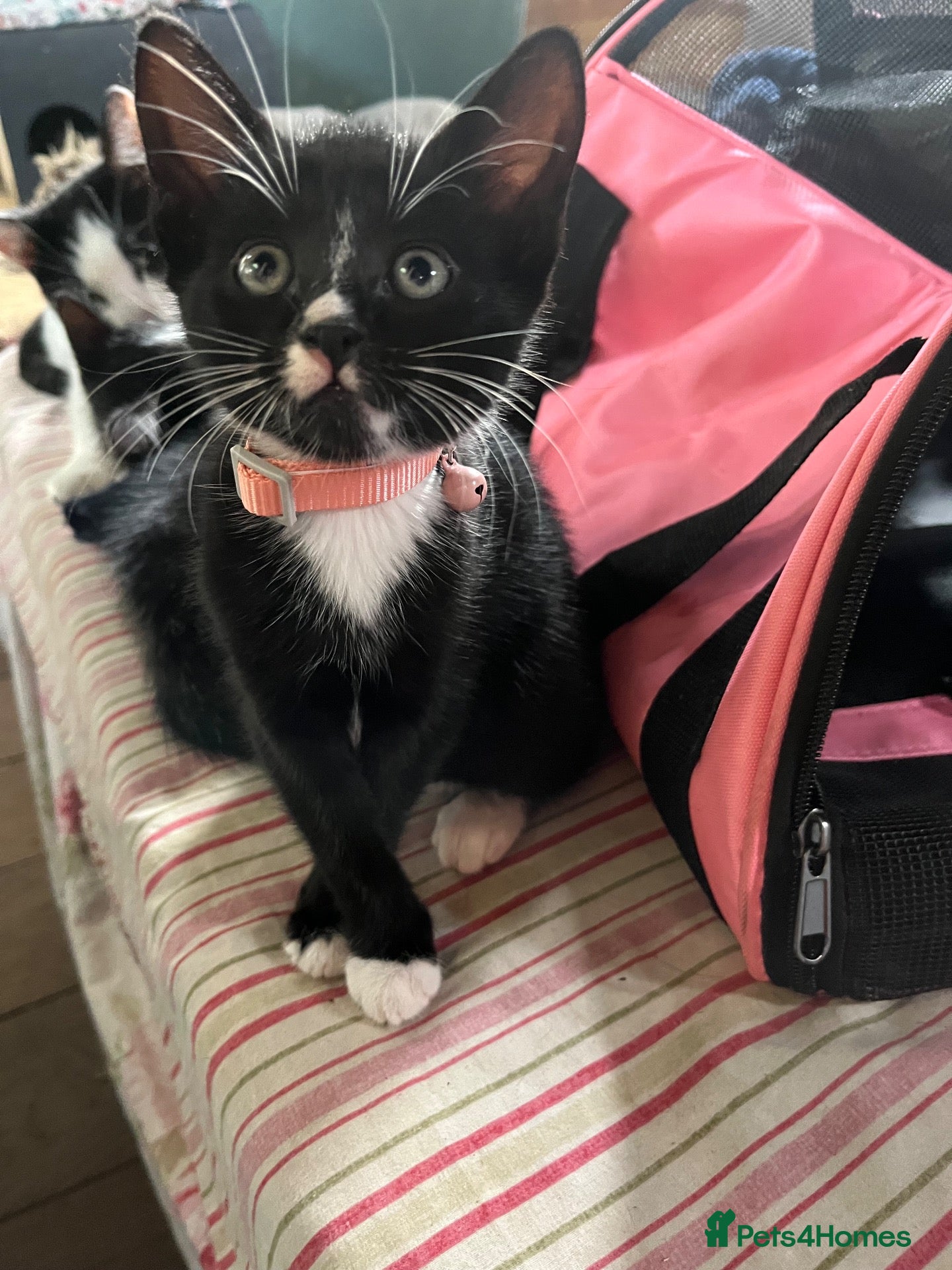 Domestic Shorthair cats Kitten - Advert 3