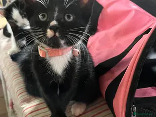 Domestic Shorthair cats 4 Cute Kittens - Advert 4