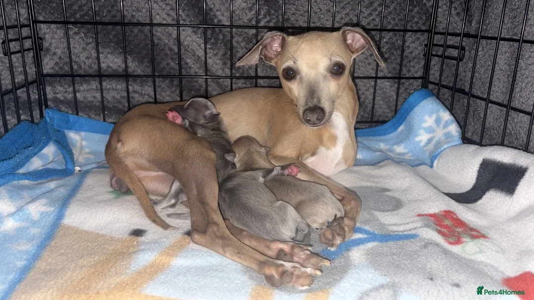 Italian Greyhound dogs for sale: Italian greyhound boy puppy - Advert 5