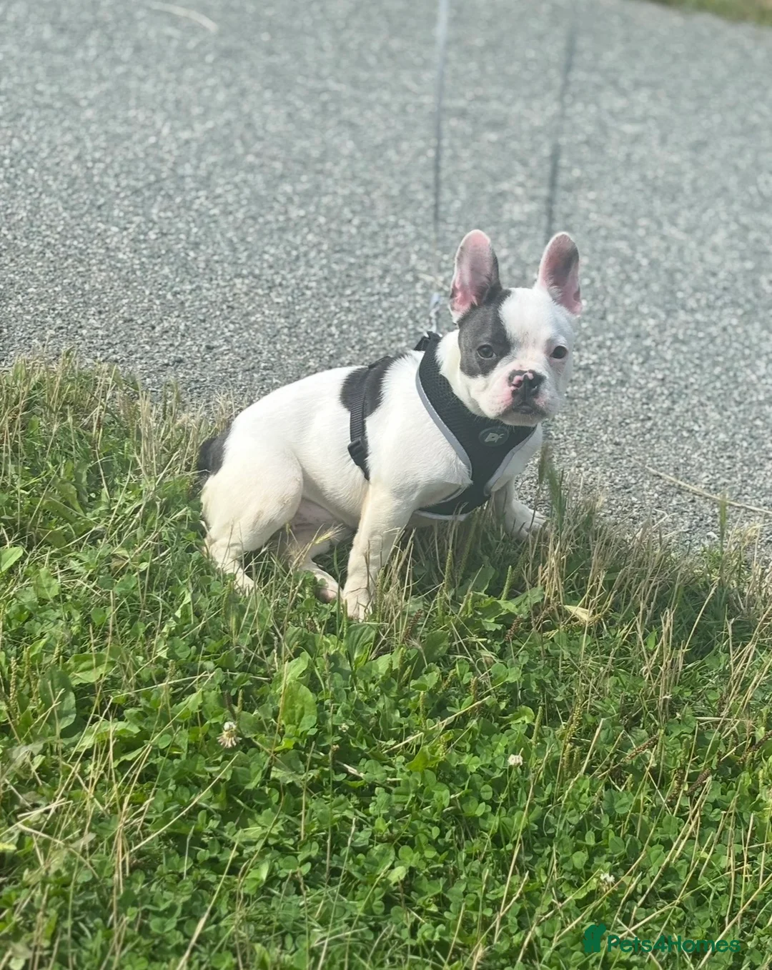 French Bulldog dogs for sale: 1-year-old French Bulldog – Loving Home Needed - Advert 2