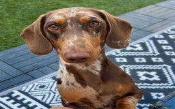 Dachshund dogs for sale: Miniature dauchaund  - Image 17