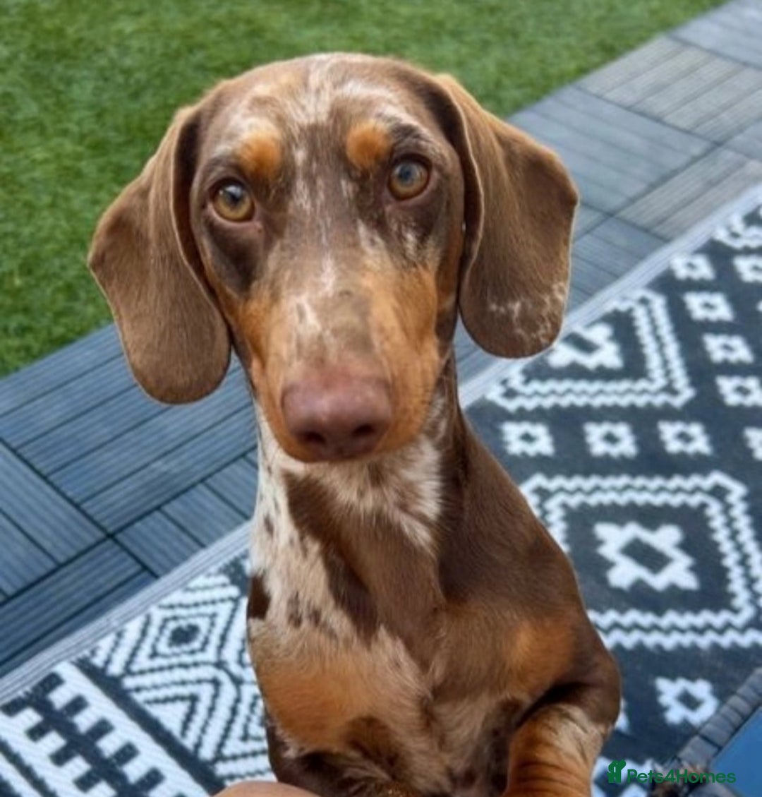 Dachshund dogs for sale: Miniature dauchaund  - Image 17