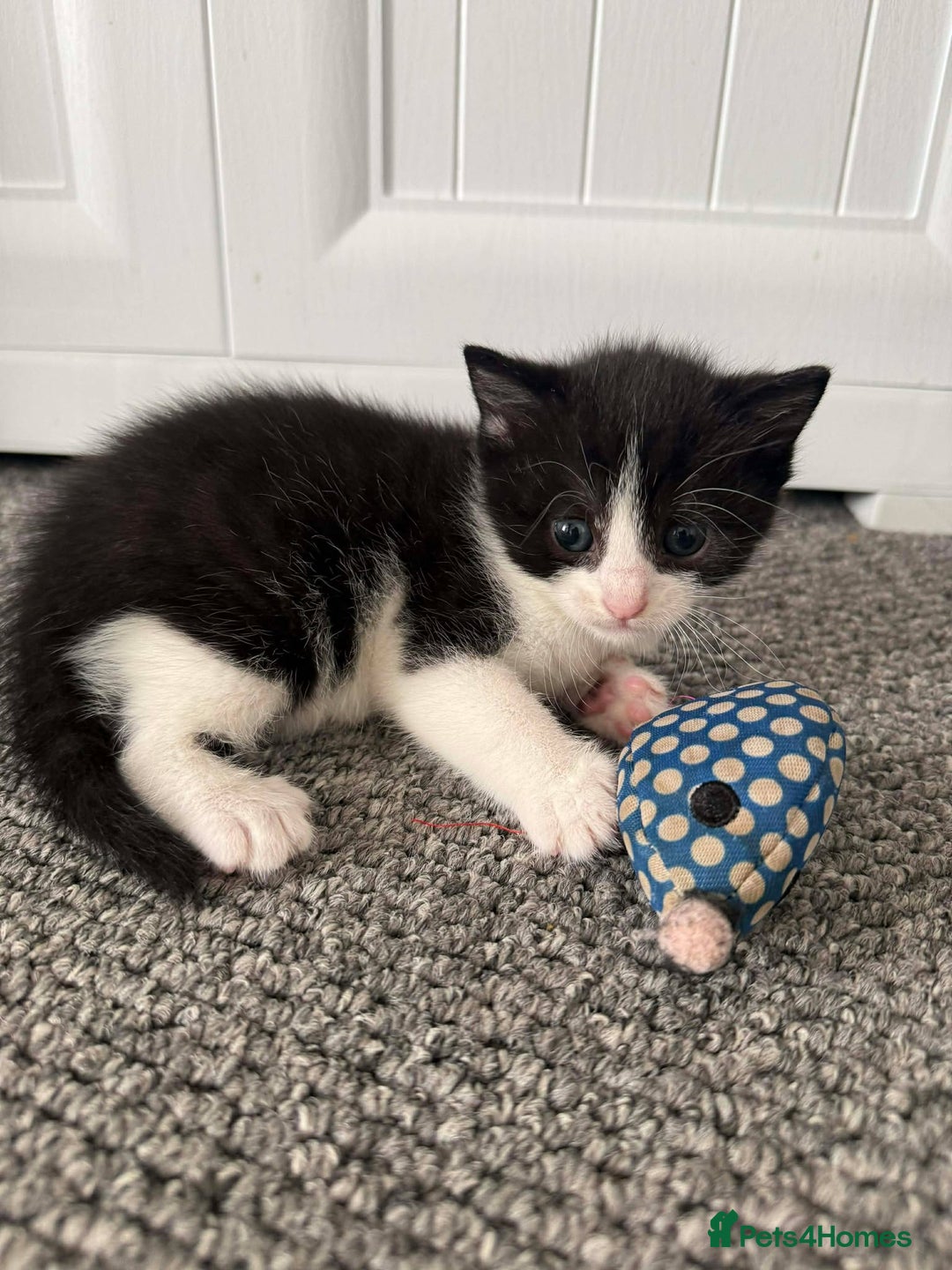 Mixed Breed cats for sale: Tiny Tuxedos + One little shadow  - Advert 4