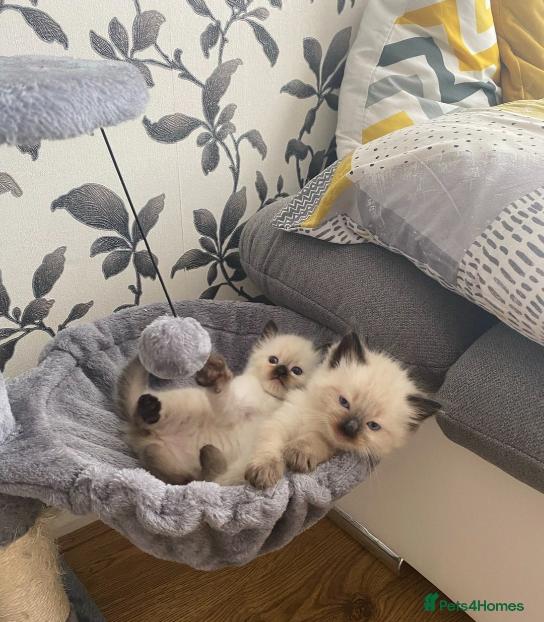 Ragdoll cats for sale: Blue eyed Ragdoll Kittens  - Advert 4