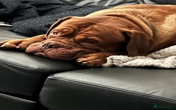 Dogue De Bordeaux dogs for stud: Dogue de Bordeaux For stud Enzo  - Image 10