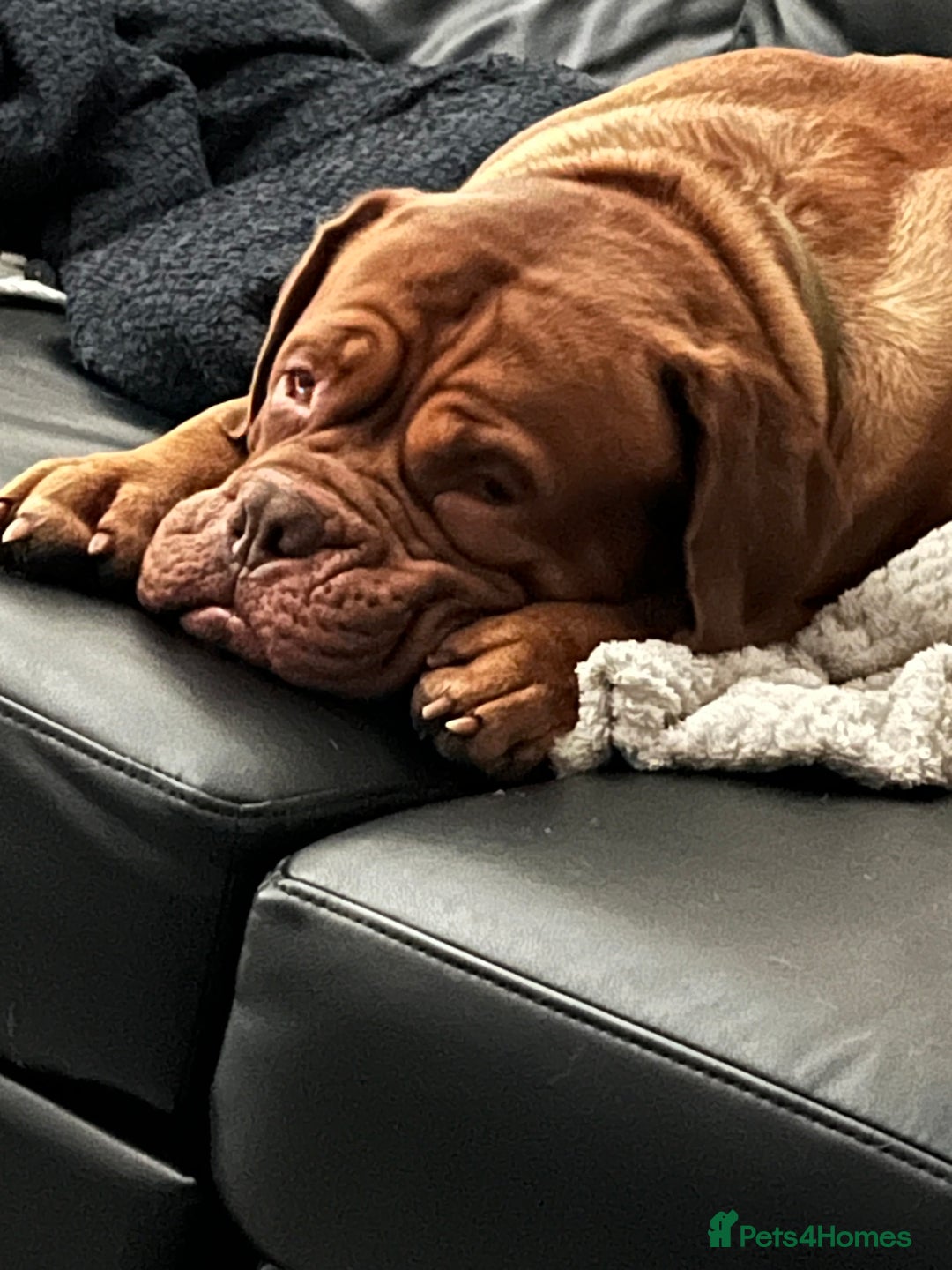 Dogue De Bordeaux dogs for stud: Dogue de Bordeaux For stud Enzo  - Image 10