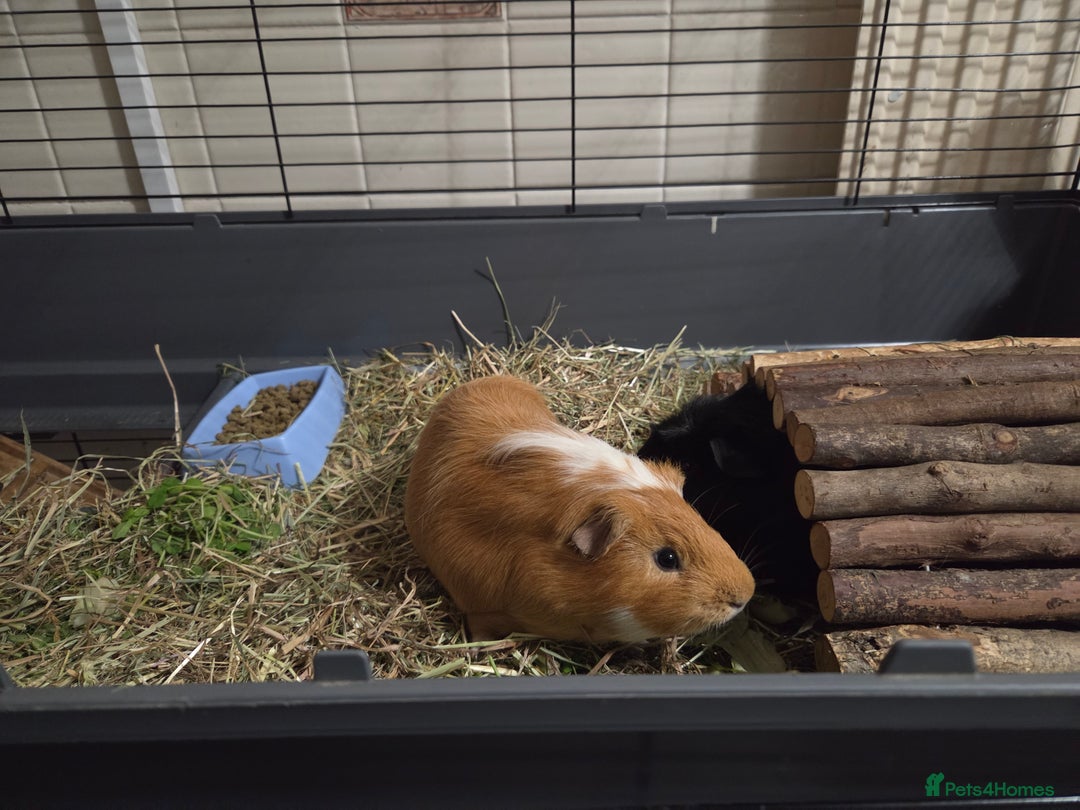 Guinea Pig rodents for sale: Bonded male pair with full indoor set up - Advert 3