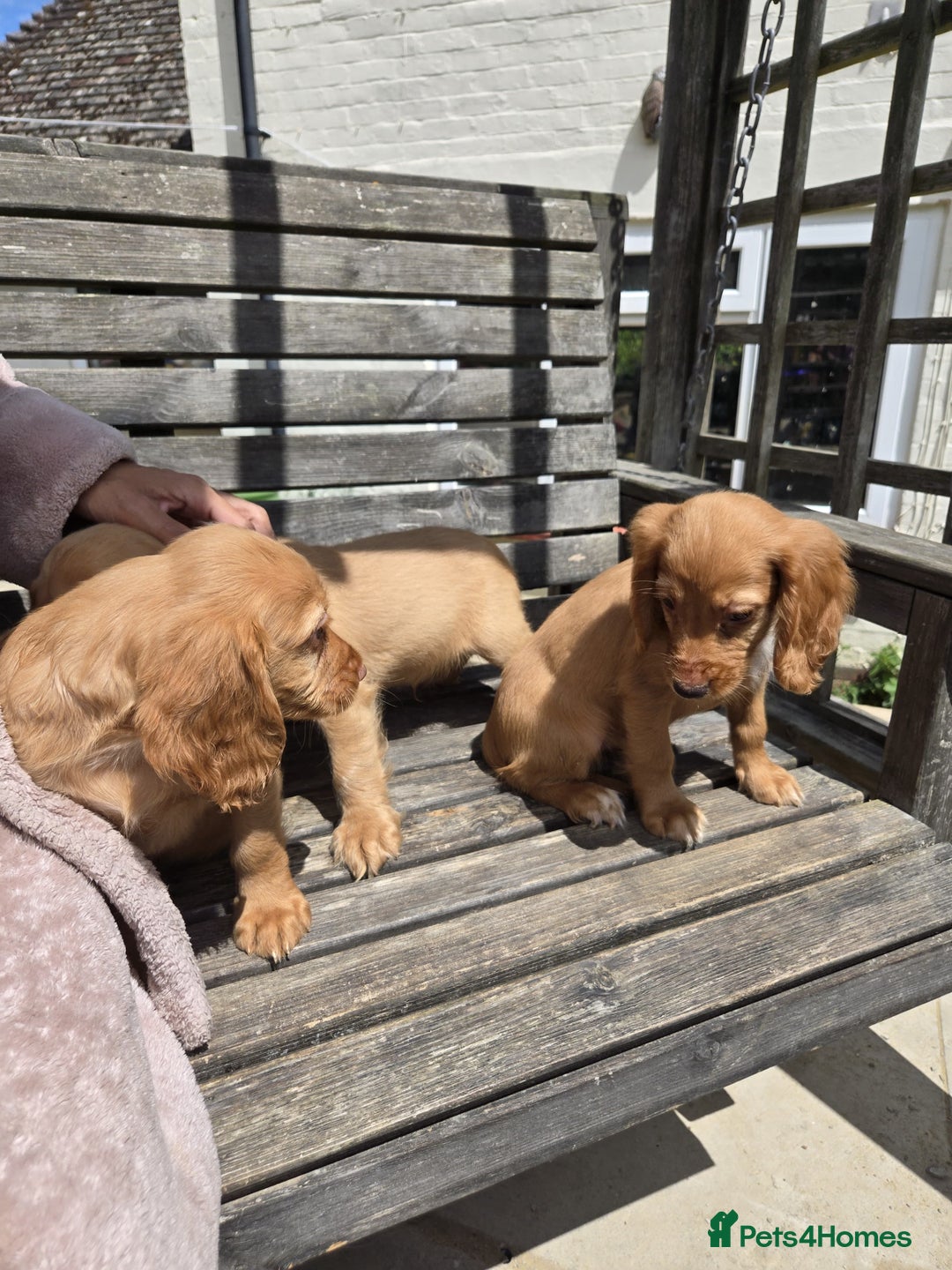 Cocker Spaniel dogs for sale: Cocker spaniel pup,FULLY VACCINATED LAST GIRL   - Image 8