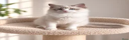 Ragdoll cats for sale: 🐾 Beautiful Ragdoll Kittens for Sale 🐾 - Advert 13