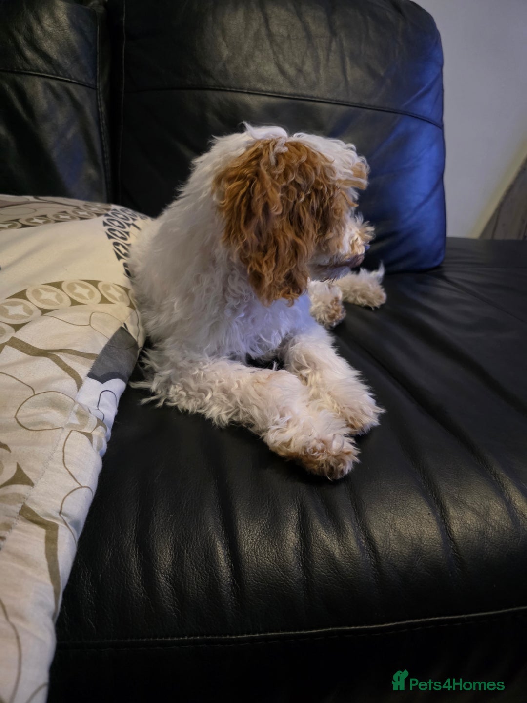 Cockapoo dogs for sale: Beautiful 10-month-old Cockapoo female for sale 🐶 - Advert 2
