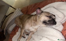 French Bulldog dogs for sale: 2 year old French bulldog for sale - Image 4