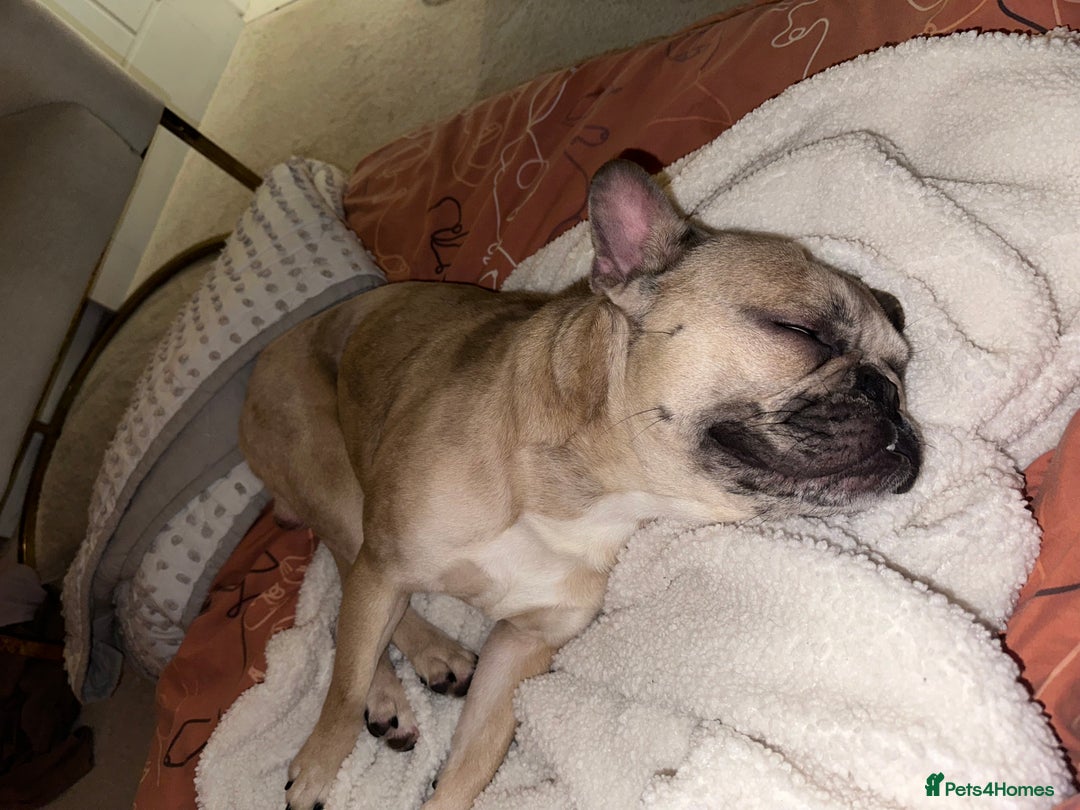 French Bulldog dogs for sale: 2 year old French bulldog for sale - Image 4