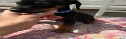 Jackshund dogs for sale: Adorable Dachshund x Jack Russell Puppies  - Advert 9