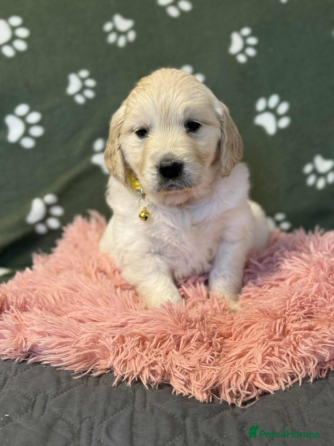 Golden Retriever dogs for sale: Stunning health tested Golden Retriever Puppies  - Advert 19