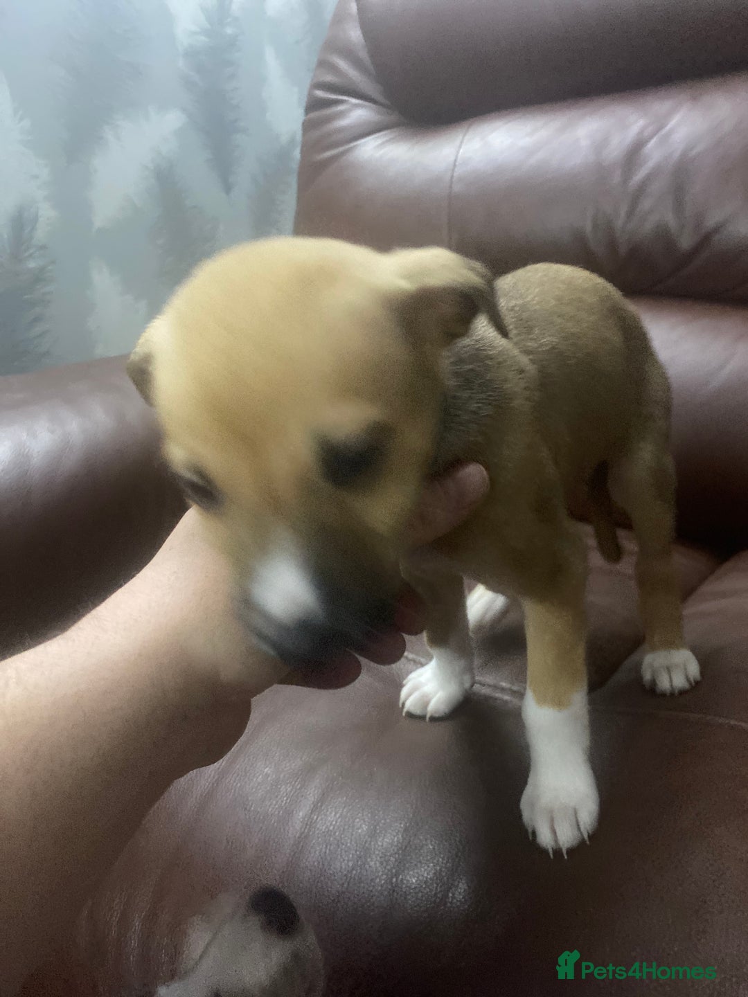 Mixed Breed dogs for sale: Collie lurcher greyhound mix - Advert 34