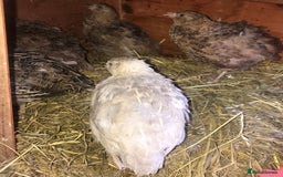 Quail poultry for sale: QUAIL HATCHING EGGS/1ST SEPTEMBER ! - Image 28