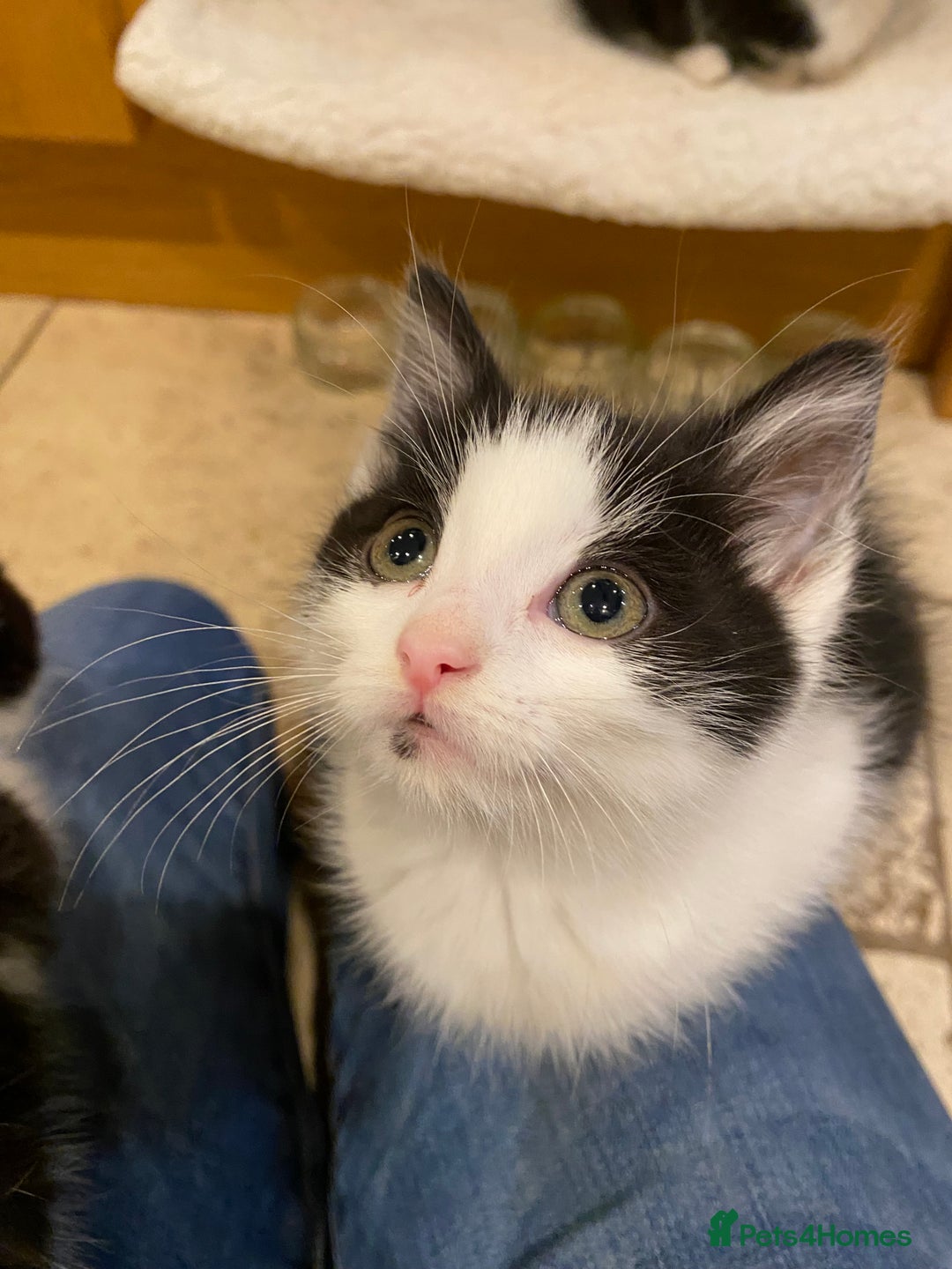 Mixed Breed cats for sale: Home-Raised Black & White Kittens– 10 Weeks Old 🐾 - Advert 8