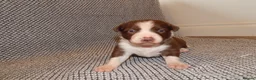 Border Collie dogs for sale: Full Breed Border Collie Puppies in Congleton - Advert 10