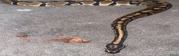 Snake reptiles for sale: Royal ball python ( orange dream) - Advert 4