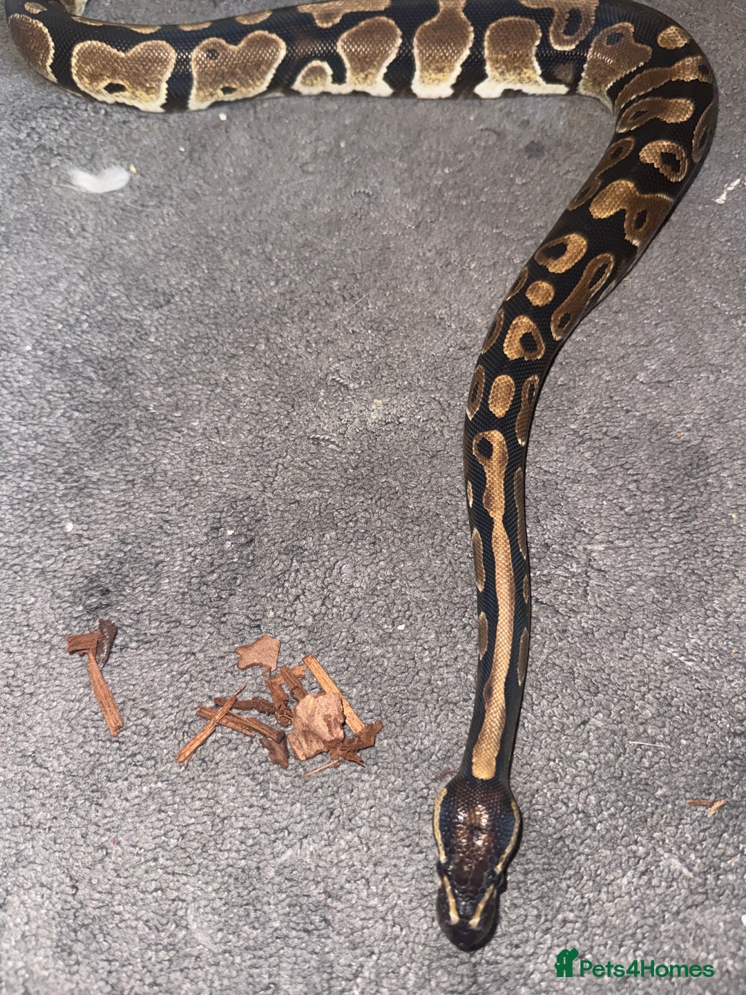 Snake reptiles for sale: Royal ball python ( orange dream) - Advert 4