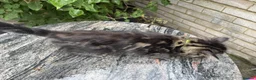 Maine Coon cats for sale: Maine Coon Bengal Cross Kittens - Advert 4