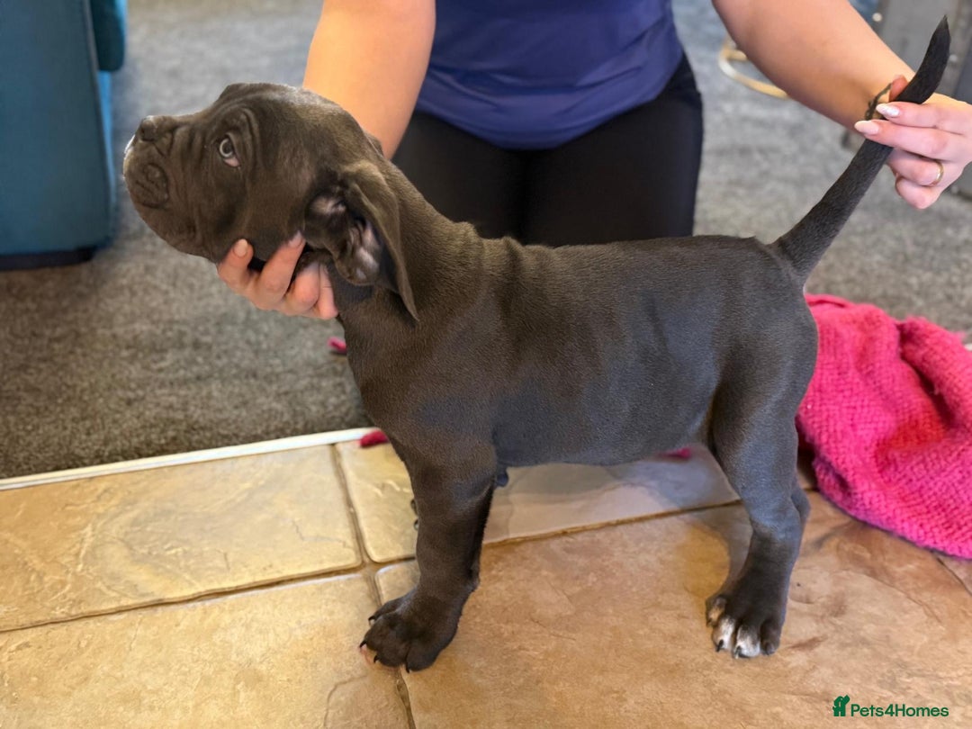 Cane Corso dogs for sale: EXCEPTIONAL PEDIGREE CANE CORSO PUPPIES - Advert 38