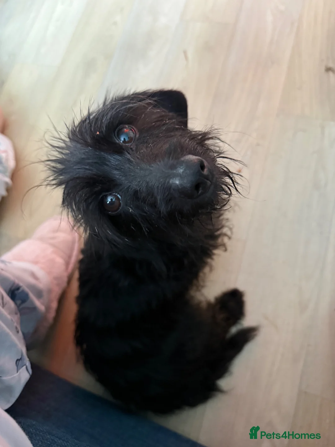 Mixed Breed dogs for sale:     Beautiful Boy Full Of Love & Personality 🖤 - Advert 14