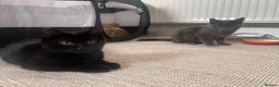 Mixed Breed cats for sale: Kitten 1 & Kitten 2 in Wallingford - Advert 8