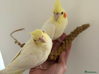 Cockatiels birds Beautiful hand tamed cockatiels(AVAILABLE 16/12) - Advert 13