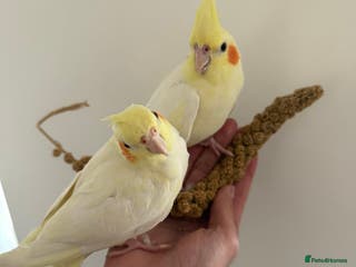 Cockatiels birds Tamed lutino cockatiels(STILL AVAILABLE)PricePerBI - Advert 1