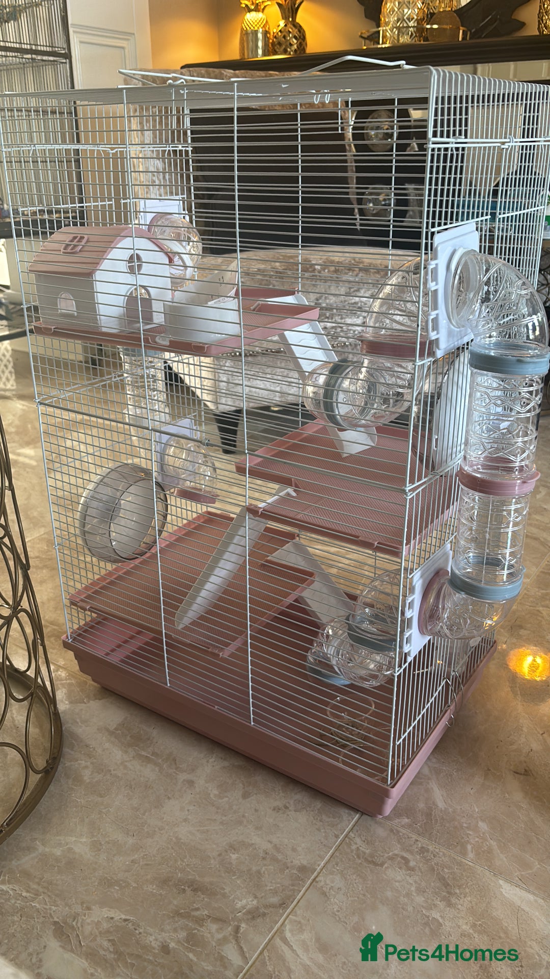 Hamster rodents for sale: Small Robodwarfski Hamster for sale  - Image 2