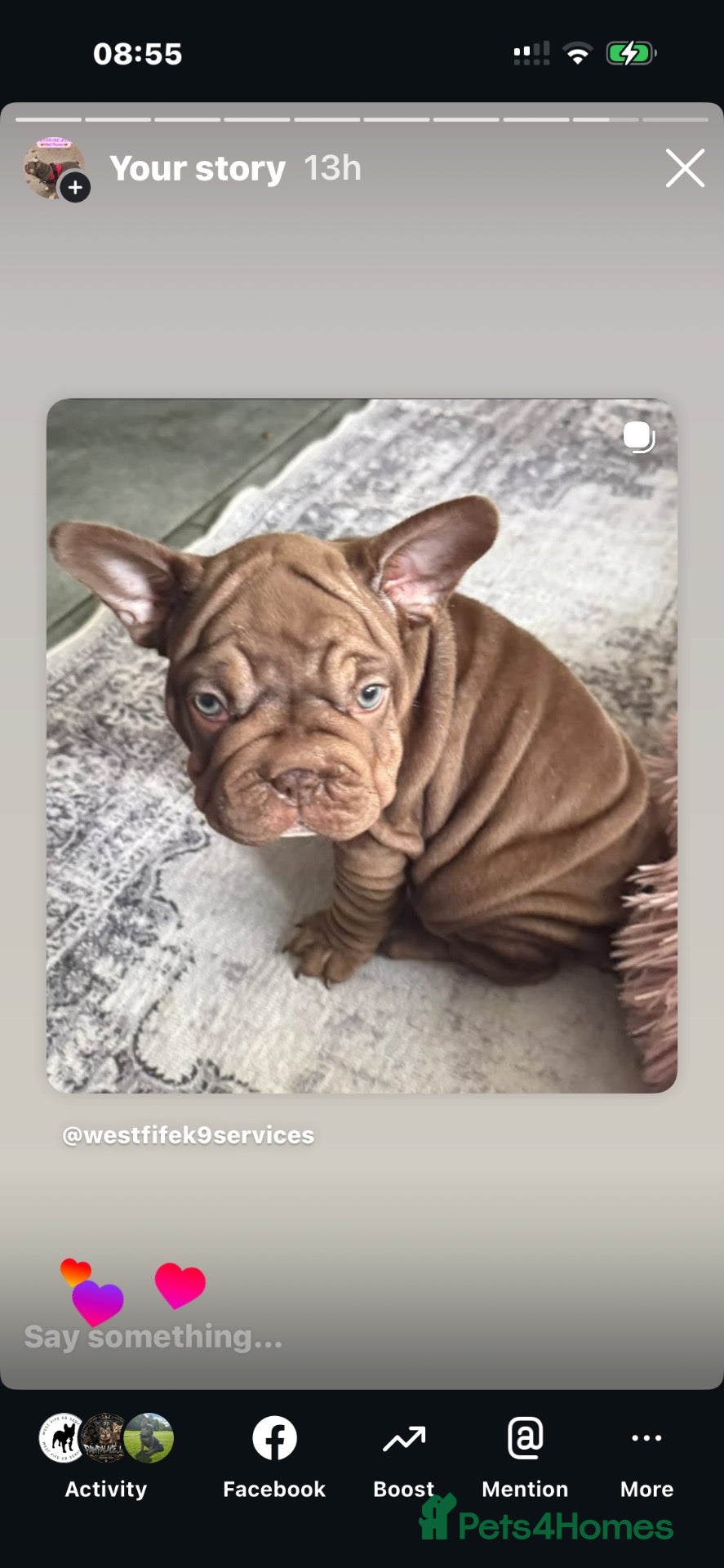 French Bulldog dogs 🐾Amazing French Bulldog Puppies🐾 - Advert 18