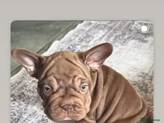 French Bulldog dogs 🐾Amazing French Bulldog Puppies🐾 - Advert 18