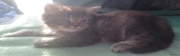 Mixed Breed cats for sale: Three Kittens in Northampton - Advert 3