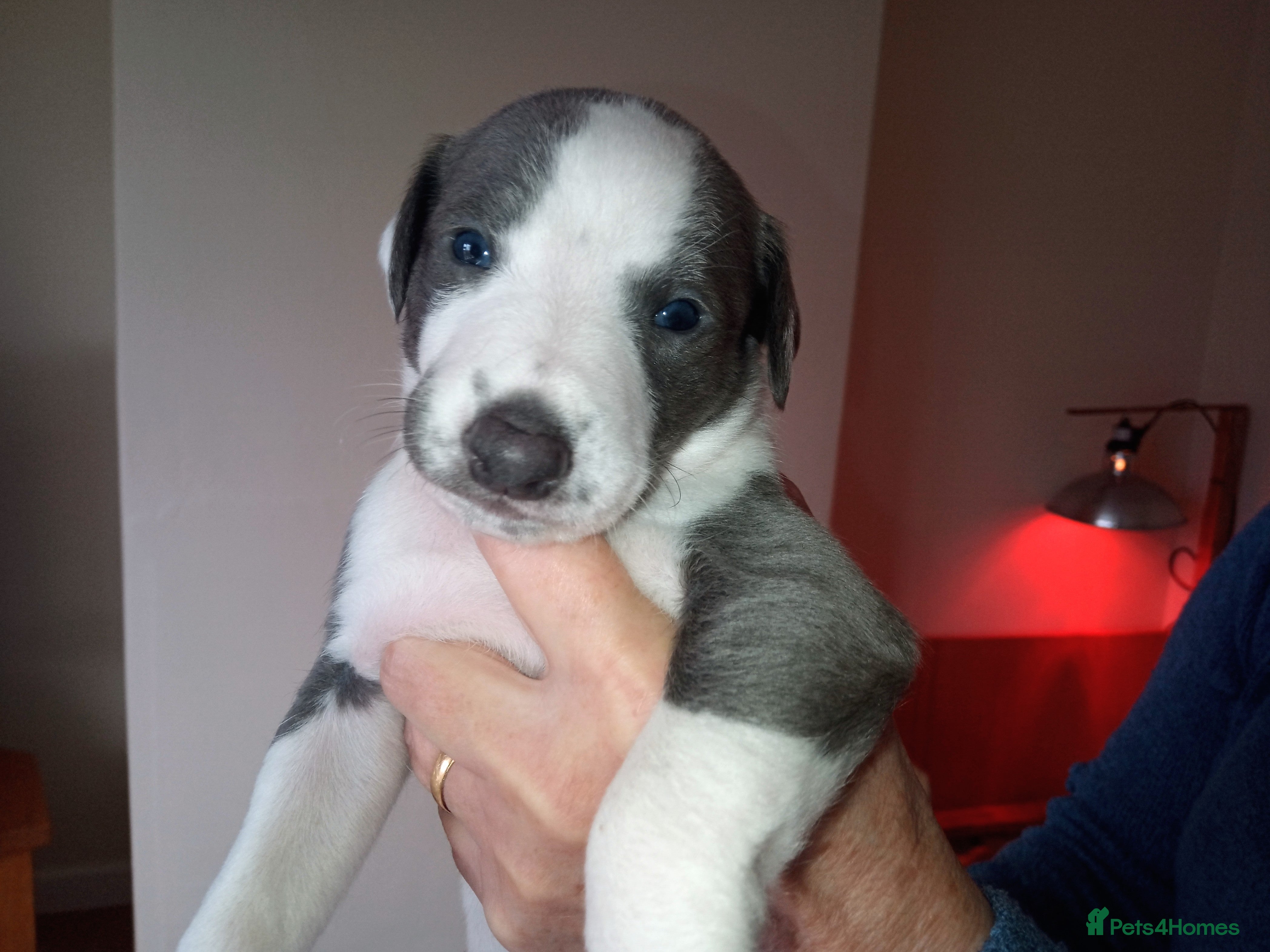 Whippet dogs REDEVELYN WHIPPET'S  GLOUCESTER, 1 BOY  AVAILABLE. - Advert 6