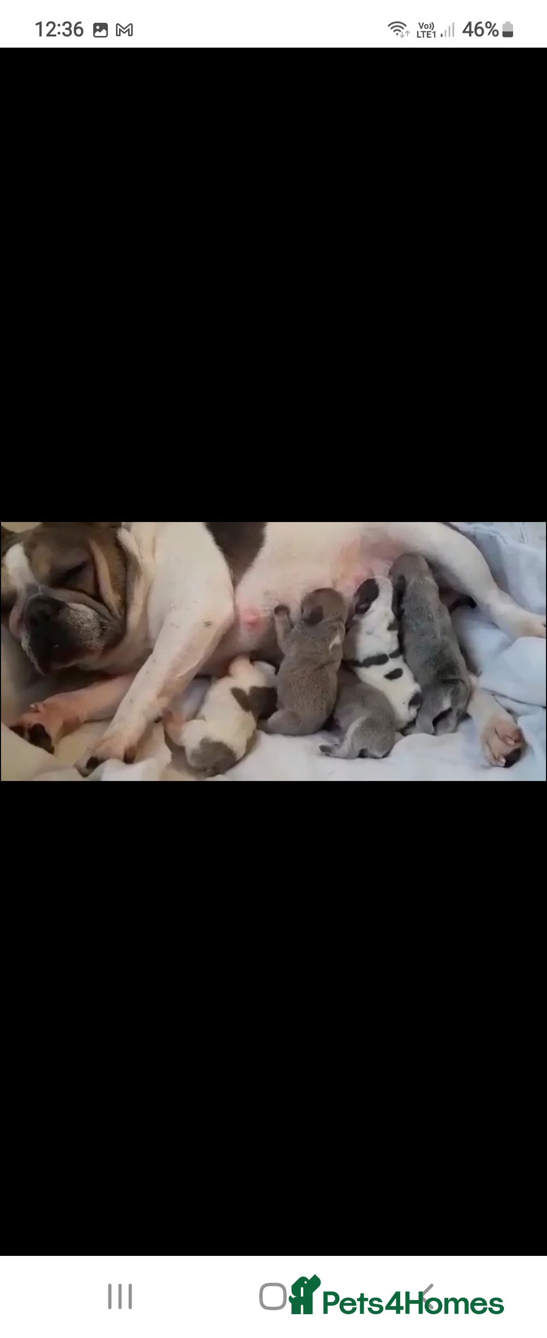 French Bulldog dogs for stud:  💥Amazing structure and quality! in Ebbw Vale - Advert 24