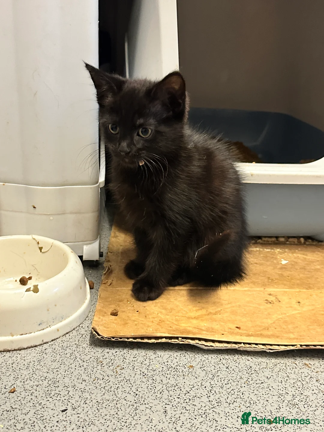 British Shorthair cats for sale: Kittens ready to home in Croydon - Advert 9