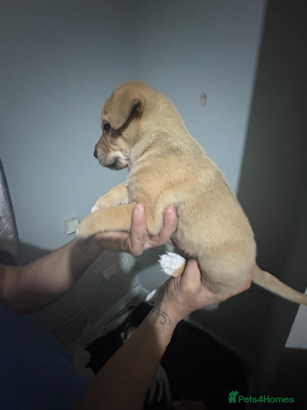 Mixed Breed dogs for sale: american akita  - Advert 13