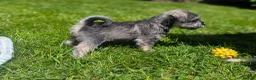 Miniature Schnauzer dogs for sale: Miniature schnauzer puppies  in Cowbridge - Advert 8