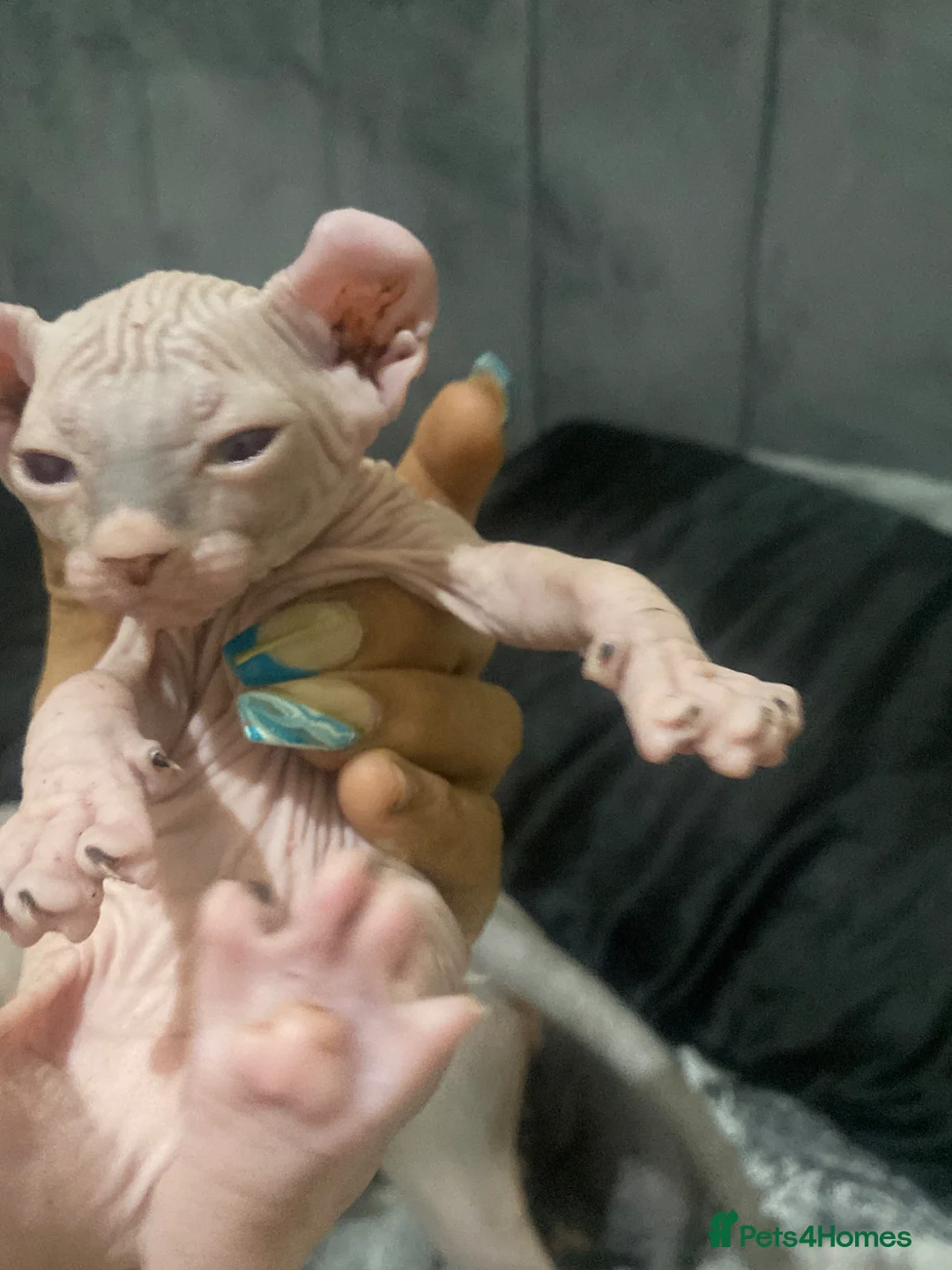 Sphynx cats for sale: Pippin Canadian elf  - Advert 3