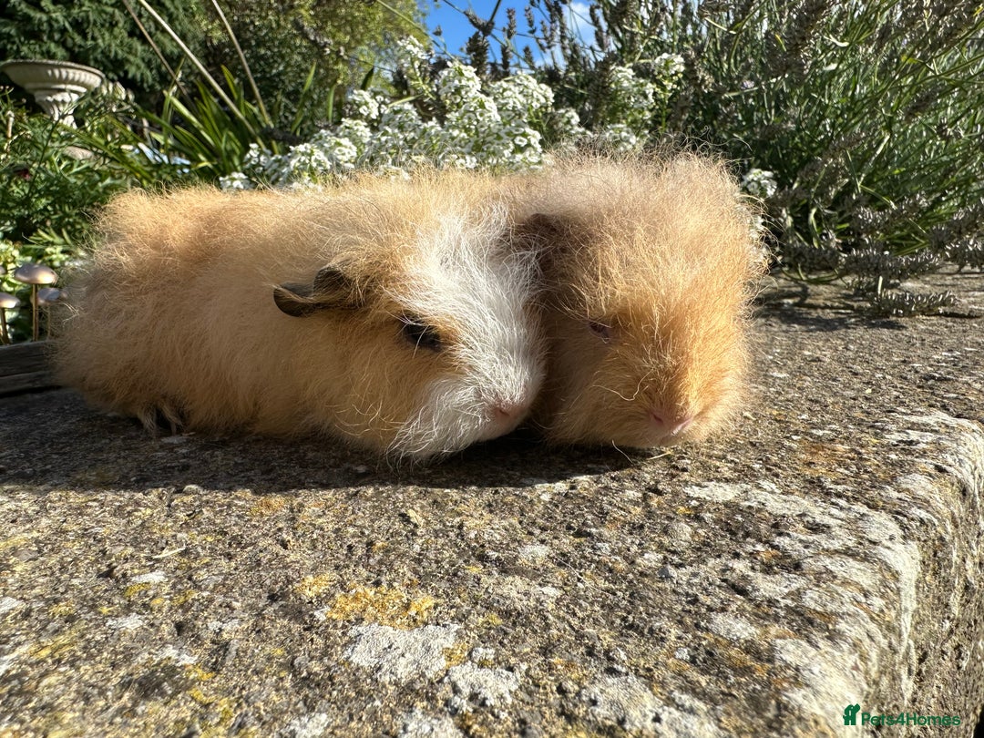 Guinea Pig rodents for sale: Gorgeous pure bred Swiss guinea pig sows - Image 8